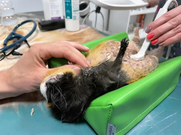 Diagnostic positioner for rodents - XS - Image 4