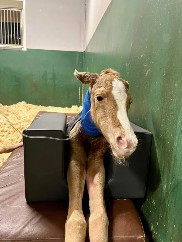Positioner for a foal - S - Image 2