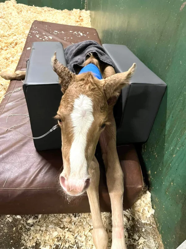 Positioner for a foal - S - Image 3