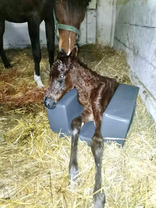 Positioner for a foal - S - Image 4