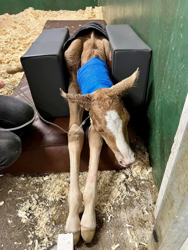 Positioner for a foal - S - Image 6