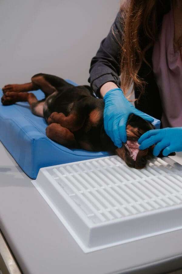 Dental positioner - M - Image 4