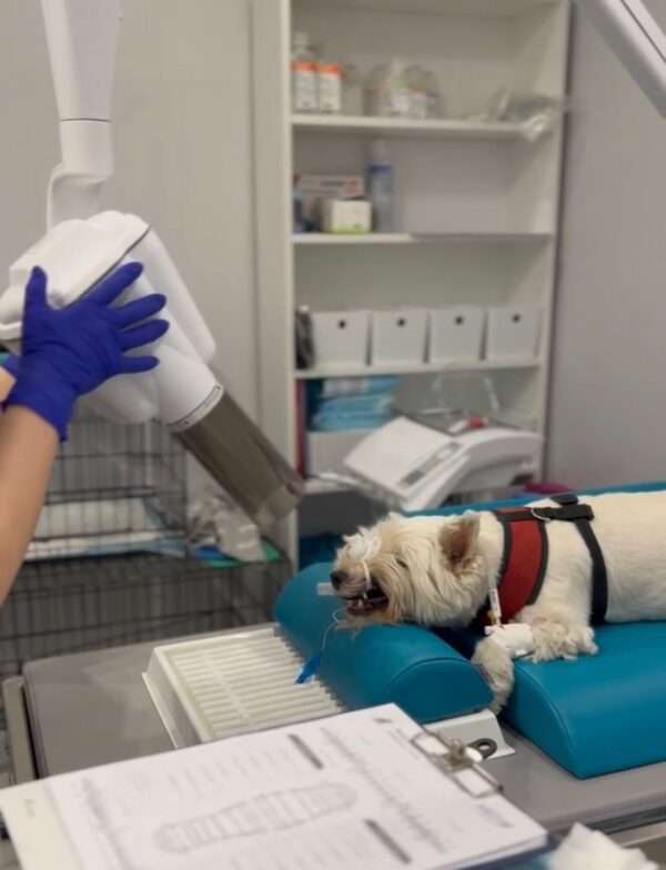 Aids set for dental exams - Image 3