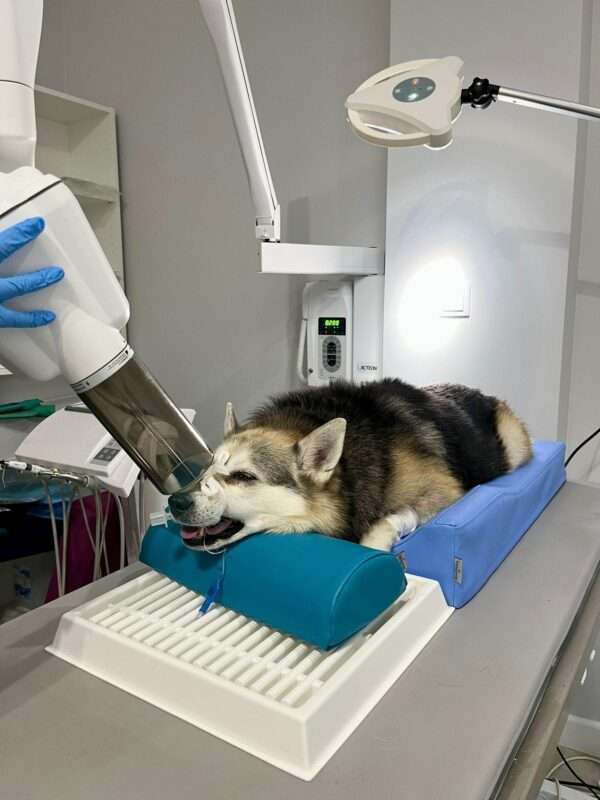Aids set for dental exams - Image 4