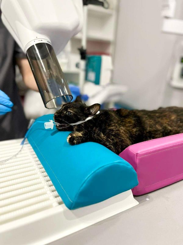 Aids set for dental exams - Image 6