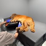 Veterinary Mattress for cardio exam V. 2:0