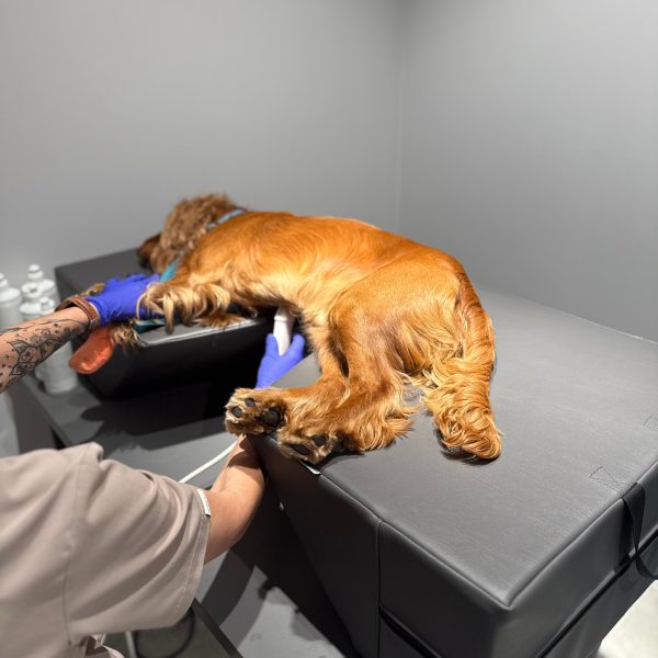 Veterinary Mattress for cardio exam V. 2:0
