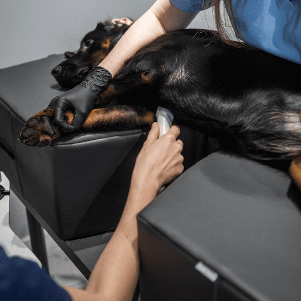 Ergonomia nella medicina veterinaria: come gli accessori giusti migliorano il flusso di lavoro e la sicurezza dei pazienti (traduzione in italiano)