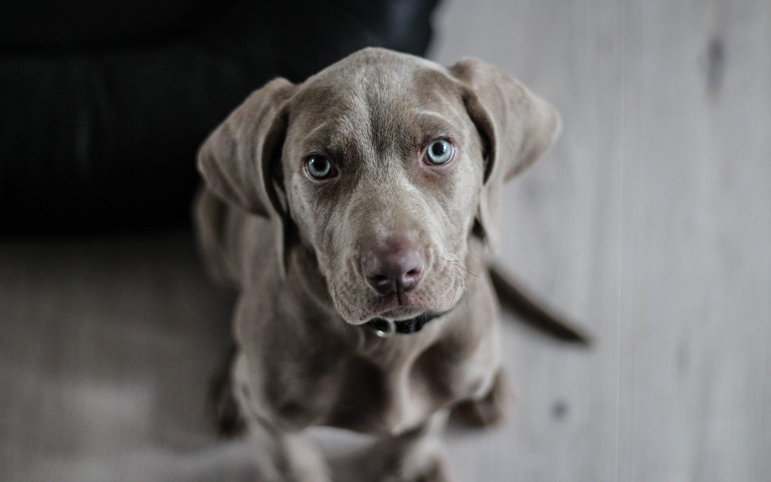 Which Accessories Support Diagnostics in a Veterinary Clinic?