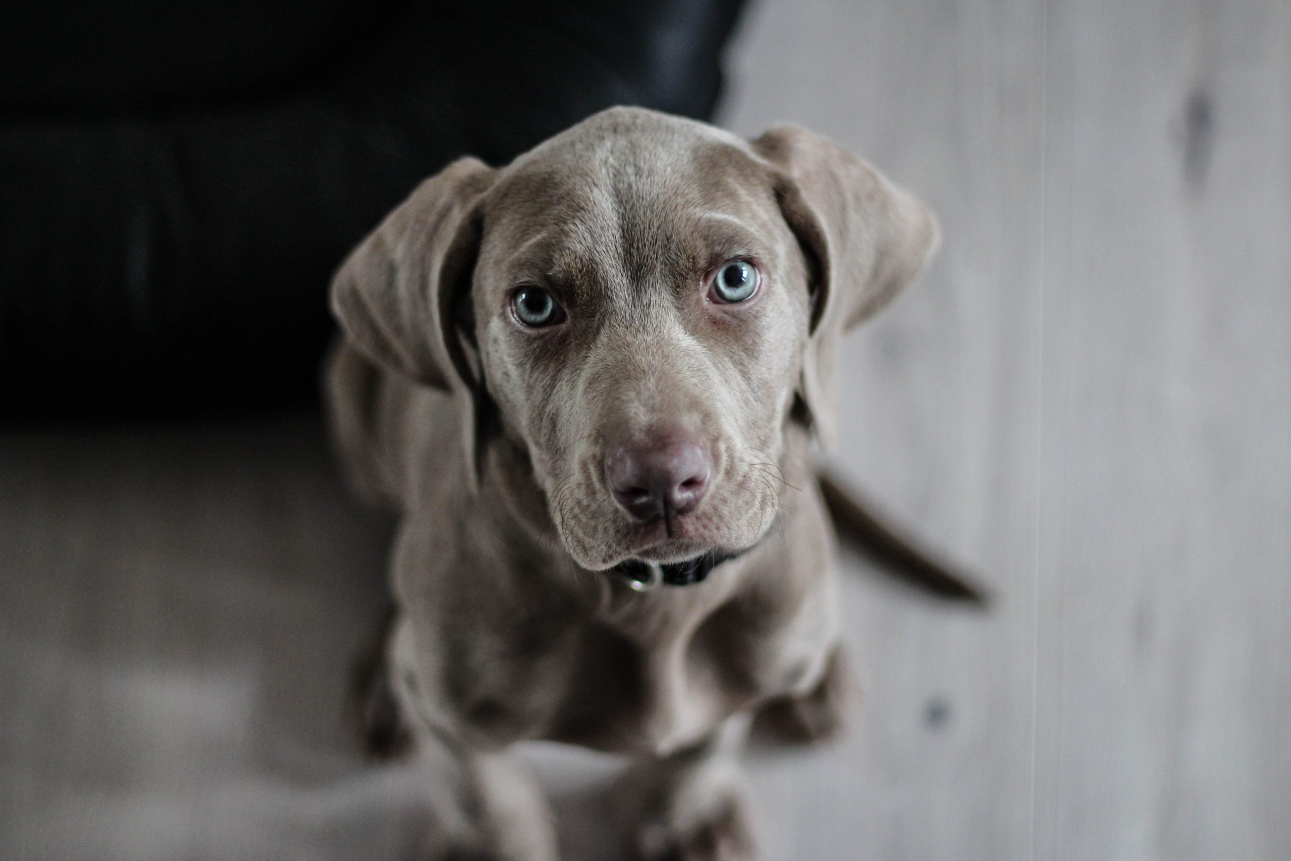 clth20-weimaraner-1381186