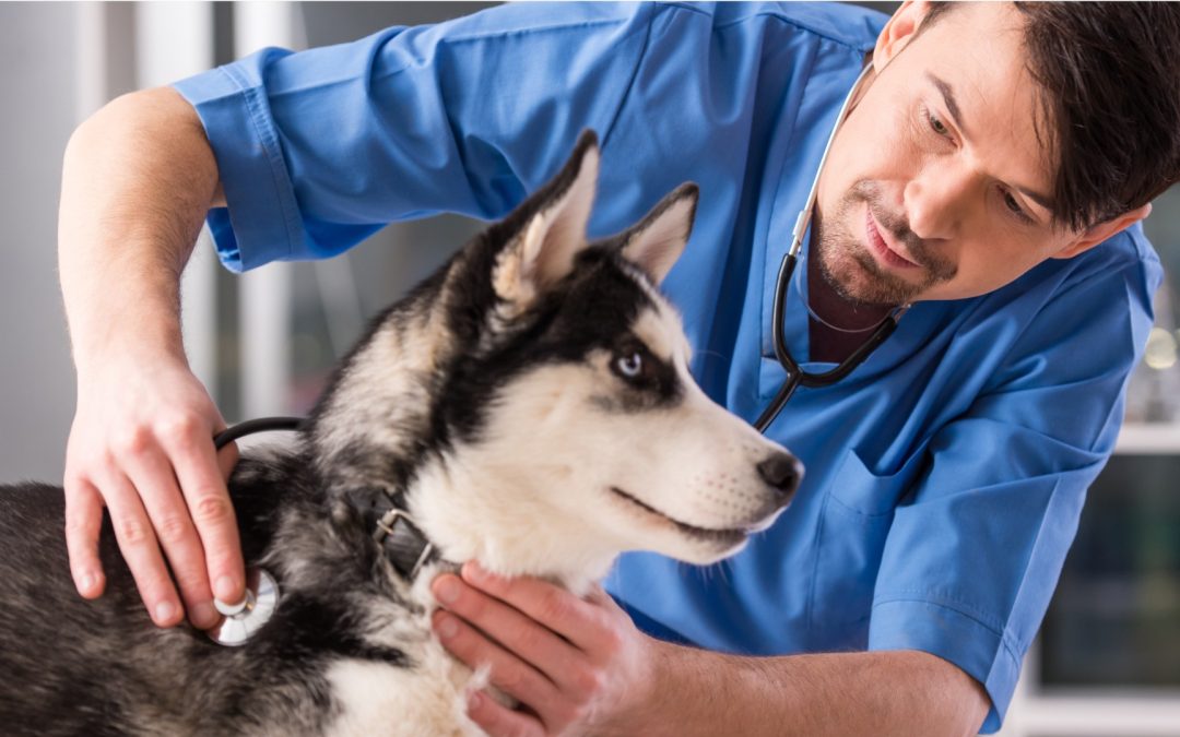 How to Prepare Your Pet for an Ultrasound Examination at a Veterinary Clinic