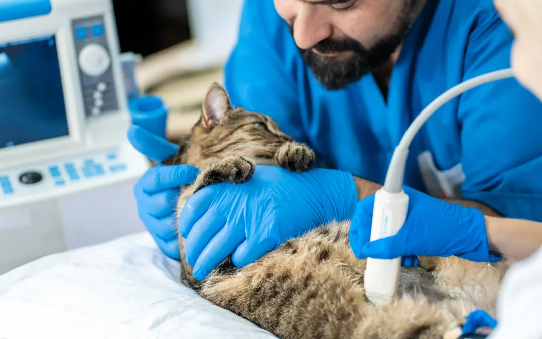 Equipping a Modern Veterinary Clinic – Which Technologies Are Worth Investing In?